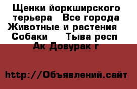 Щенки йоркширского терьера - Все города Животные и растения » Собаки   . Тыва респ.,Ак-Довурак г.